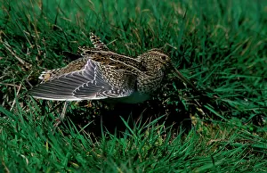 Magellan: Magellan snipe