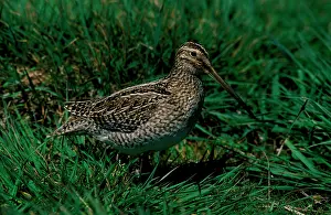 Magellan: Magellan snipe