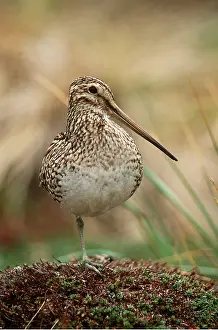 Balancing: MAGELLAN SNIPE - standing on one leg