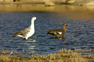 Magellan: Magellan / Upland Goose - Male: left; female: right