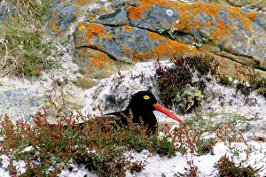 Leucopodus: Magellanic Oystercatcher
