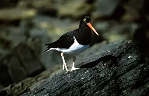 Leucopodus: Magellanic Oystercatcher