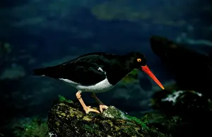 Oystercatchers: Magellanic oystercatcher