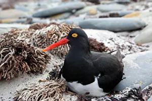 Leucopodus: Magellanic Oystercatcher