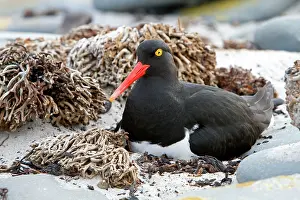 Leucopodus: Magellanic Oystercatcher