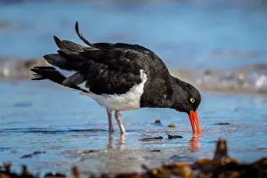 Magellanic: Magellanic Oystercatcher (Haematopus leucopodus)