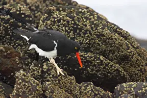 Leucopodus: Magellanic Oystercatcher - searching for food at low tide