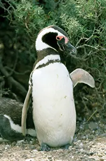 Flippers: Magellanic PENGUIN