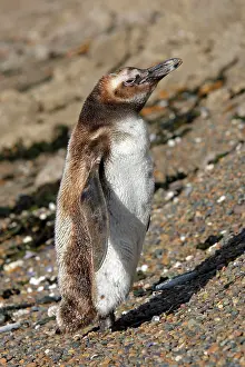 Magellanic: Magellanic Penguin