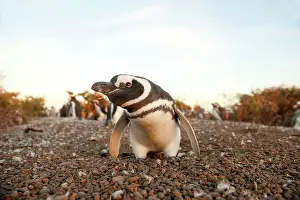 Magellanic: Magellanic Penguin
