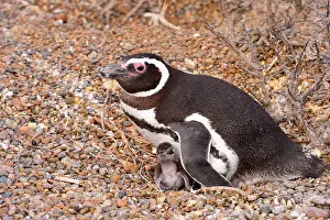 Magellanic: Magellanic Penguin