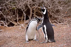 Magellanic: Magellanic Penguin