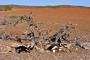 Magellanic: Magellanic Penguin