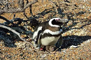 Magellanic: Magellanic Penguin