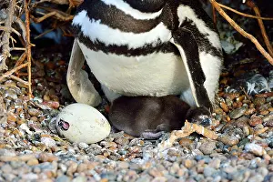 Magellanic: Magellanic Penguin