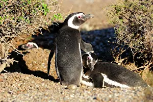 Magellanic: Magellanic Penguin