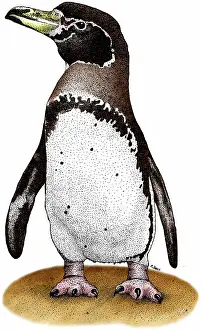 Magellanic: Magellanic Penguin