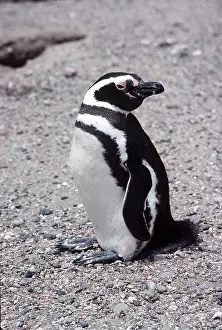 Magellanic: MAGELLANIC PENGUIN