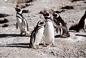 Magellanic: MAGELLANIC PENGUIN