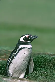 Magellanic: MAGELLANIC PENGUIN