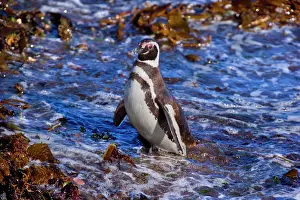 Ashore: Magellanic Penguin - adult coming ashore