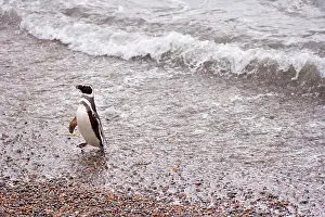 Ashore: Magellanic Penguin - adult coming ashore walking