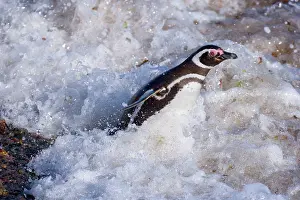 Raging: Magellanic Penguin - adult jumping into the raging
