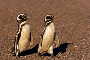 Marching: Magellanic Penguin - two adult penguins marching