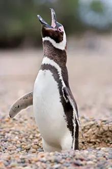 Crying: Magellanic Penguin - adult standing in burrow crying