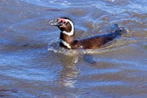 Magellanicus: Magellanic Penguin - adult swimming in the surf