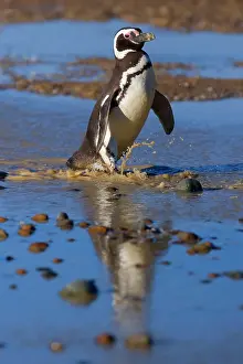 Magellanicus: Magellanic Penguin - adult walking through a rain