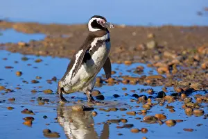 Magellanicus: Magellanic Penguin - adult walking through a rain