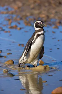Magellanicus: Magellanic Penguin - adult walking through a rain