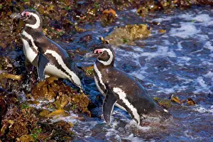 Ashore: Magellanic Penguin - two adults coming ashore