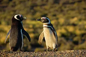 Magellanicus: Magellanic Penguin - two adults passing each other