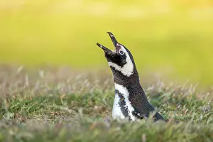 Magellanic: Magellanic Penguin - Calling - Falkland Islands