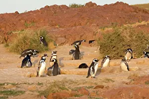 Communities: Magellanic Penguin colony