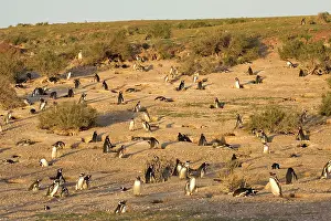 Communities: Magellanic Penguin colony
