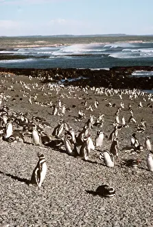 Magellanic: Magellanic Penguin colony