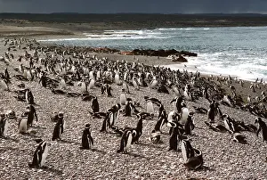 Magellanic: Magellanic Penguin - Colony on beach