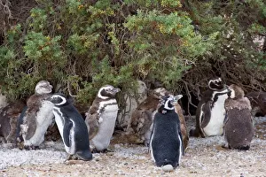 Return: Magellanic Penguin - colony with juvenile penguins