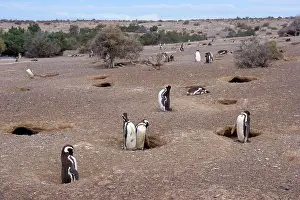 Ashore: Magellanic Penguin - colony of Magellanic Penguins
