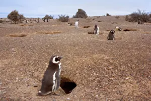 Ashore: Magellanic Penguin - colony of Magellanic Penguins