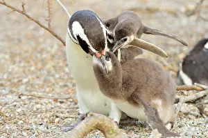 Magellanic: Magellanic Penguin - feeding two chicks