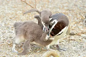 Magellanic: Magellanic Penguin - feeding two chicks