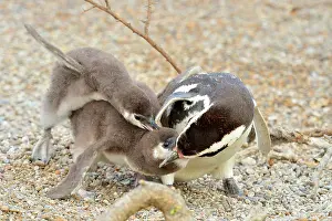 Magellanic: Magellanic Penguin - feeding two chicks