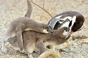 Magellanic: Magellanic Penguin - feeding two chicks