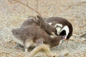 Magellanic: Magellanic Penguin - feeding two chicks