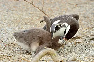 Magellanic: Magellanic Penguin - feeding two chicks