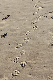 Footprints: Magellanic Penguin - footprints